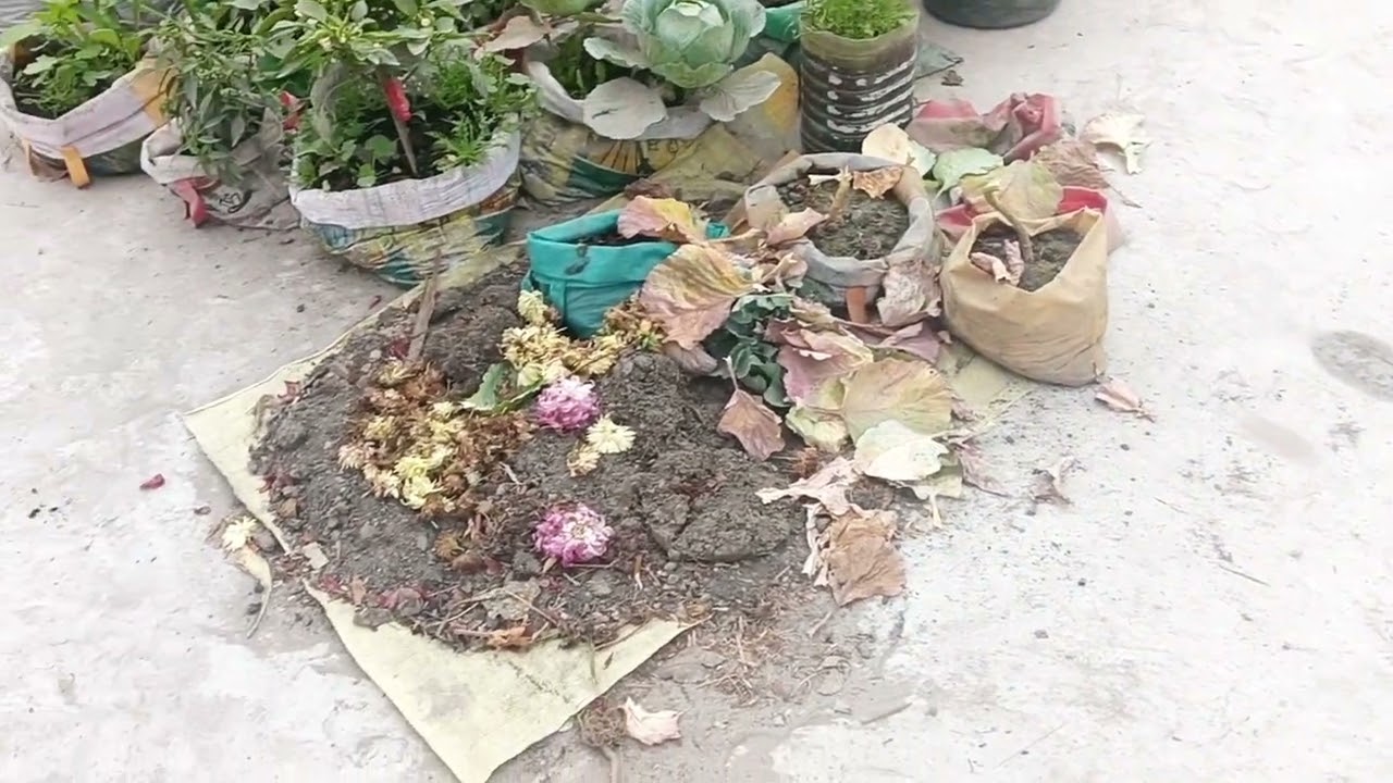 ছাদবাগানে আসলে মন খারাপ হয়ে যায়,সব গাছ নষ্ট হয়ে যাচ্ছে ||#roofgarden #এসোবাগানকরি 
