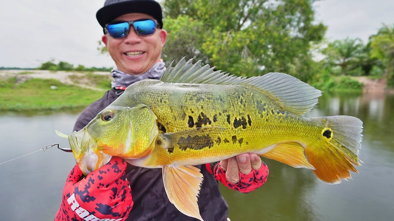 Peacock Bass Fishing with Local Guides in Malaysia