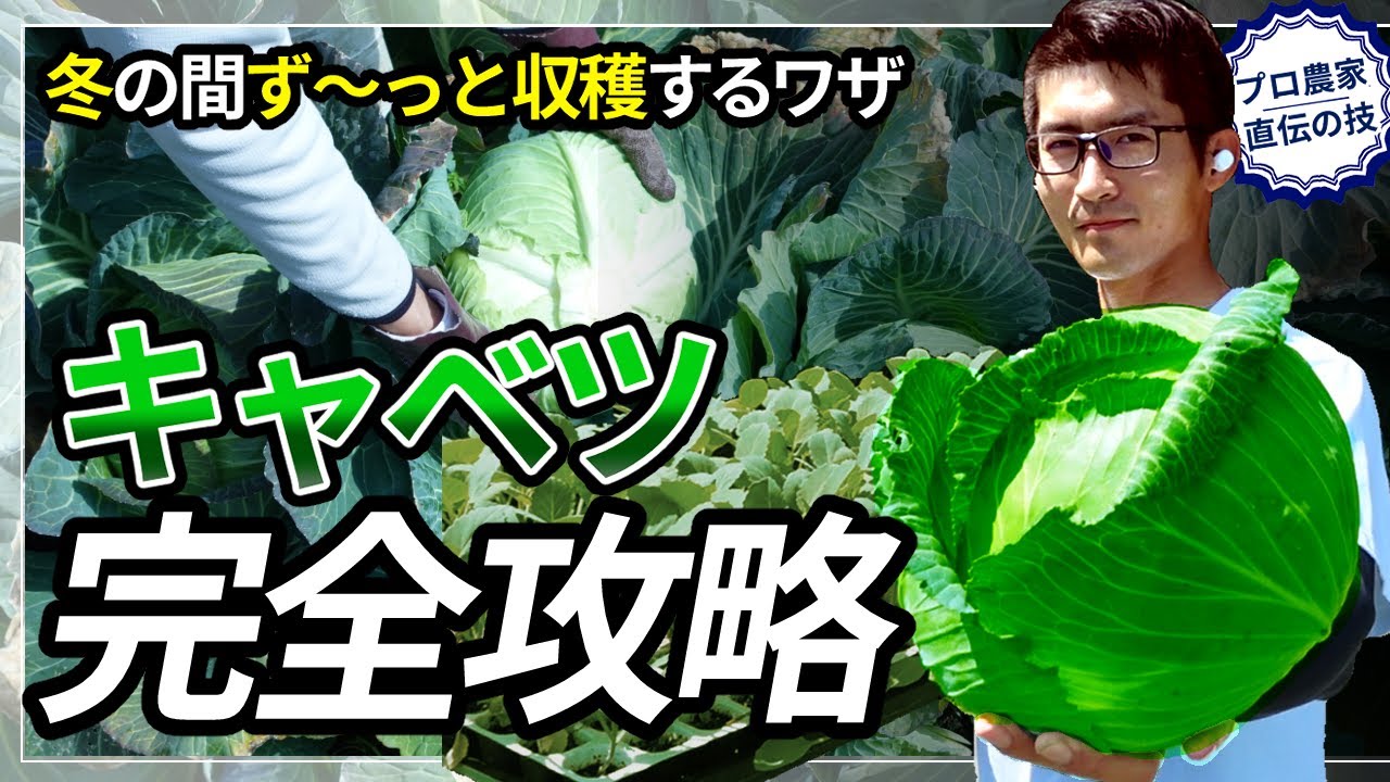 【プロ農家直伝】甘いキャベツを10月から3月まで収穫！初心者でも安心キャベツ栽培完全ガイド