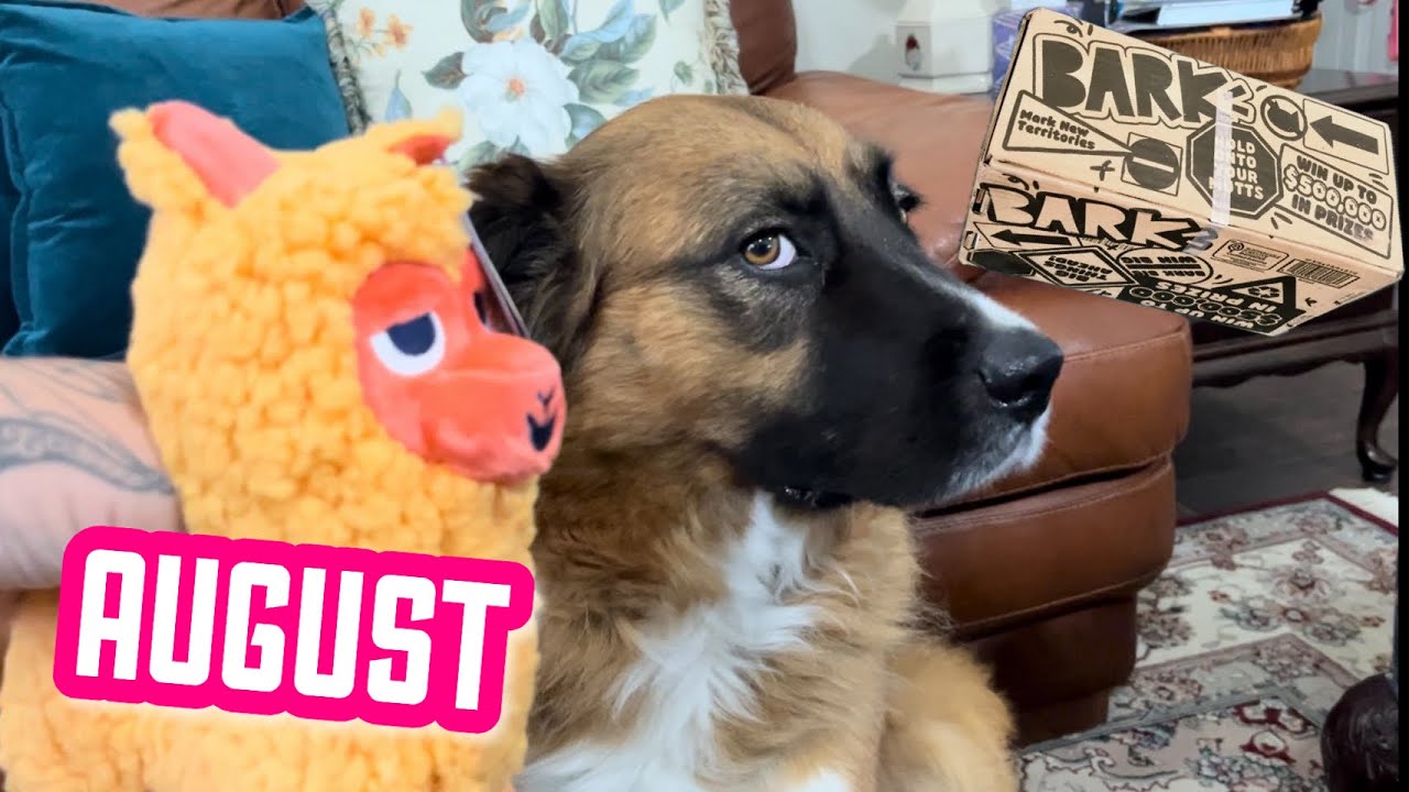 BarkBox “Walkies In The Andes” August Unboxing!!!
