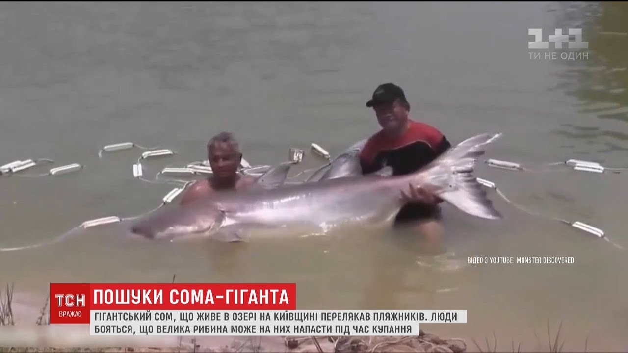 На Київщині люди бояться, що гігантський сом з озера може напасти на відпочивальників