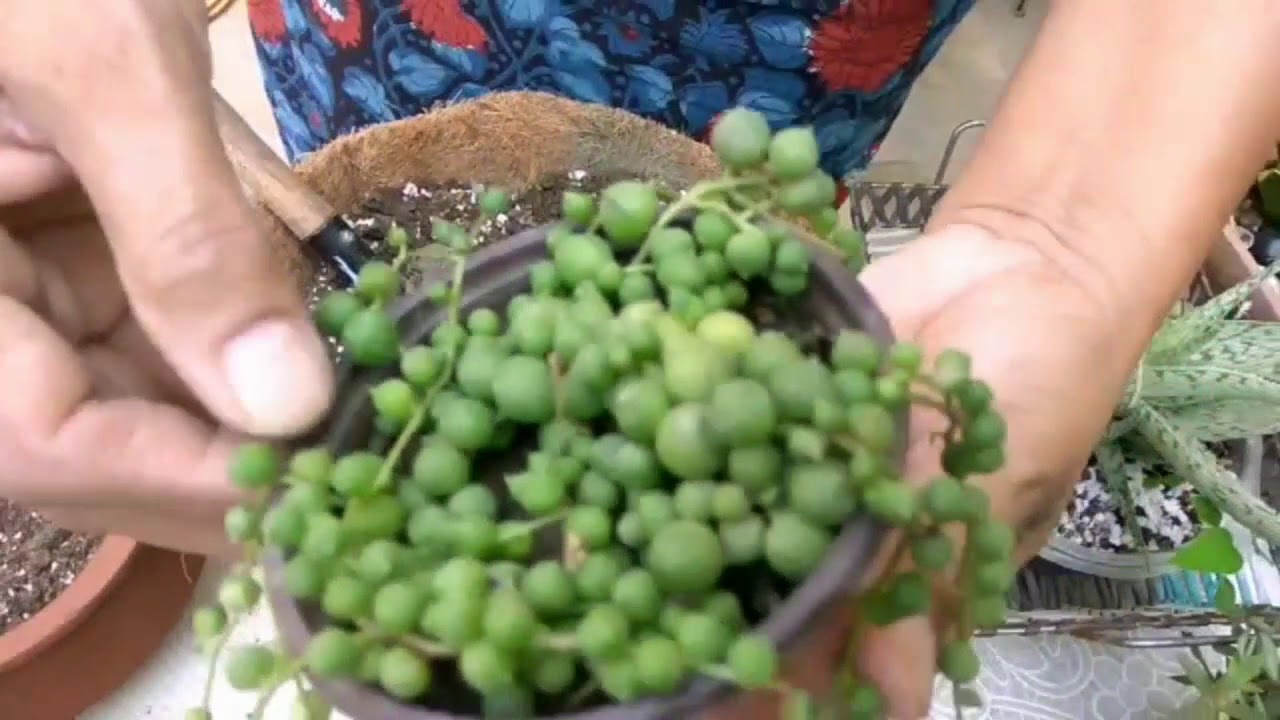 String of Pearls succulent potting// Potting soil mix for succulents & cactus