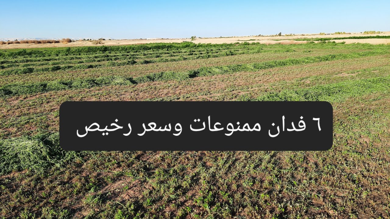 تم البيع بحلقة ٩٤٩