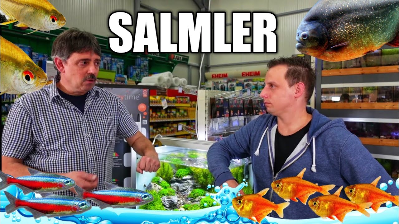 Sch&ouml;ne Salmler f&uuml;r das Aquarium / Fischvorstellung  | Sascha Hoyer