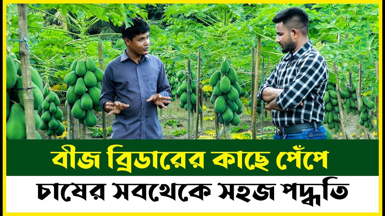 🥑পেঁপে চাষের সবথেকে সহজ এবং কার্যকরি পদ্ধতি জানুন পেঁপের বীজ ব্রিডার এর কাছে | Agro-1 Seed