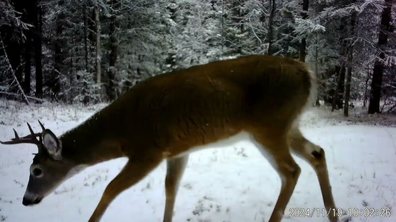 Winter Trail Cam Footage 2024 /2025 | 100 Mile House B C