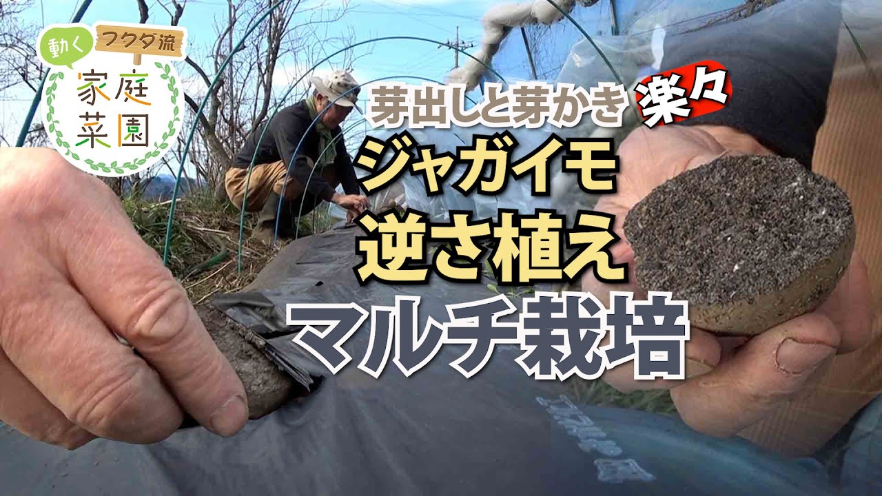 【家庭菜園】芽出し芽かき作業がらくらく　ジャガイモ逆さ植えマルチ栽培　おまかせ菜園フクダ流