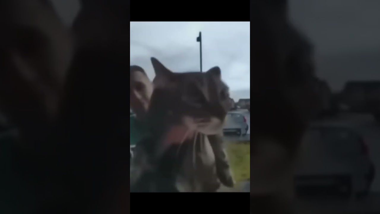 cat screams into doorbell camera