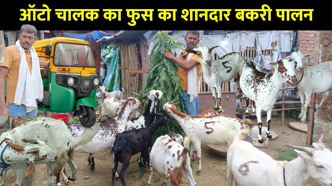 ऑटो ड्राइवर ने बना दिया फुस का शानदार बकरी फार्म | Goat Farming