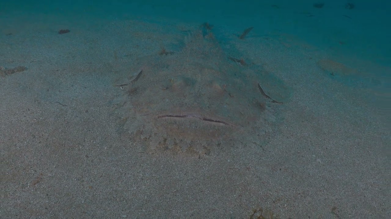 2026-02 Tossa de mar 4K