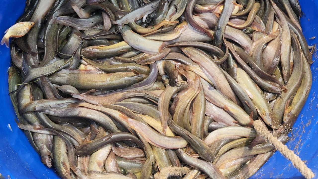 দেশি শিং মাছের পোনা পুকুরে চাষ পদ্ধতি ও শিং মাছের পোনা কোথায় পাওয়া যায় অরিজিনাল দেশি শিং মাছ