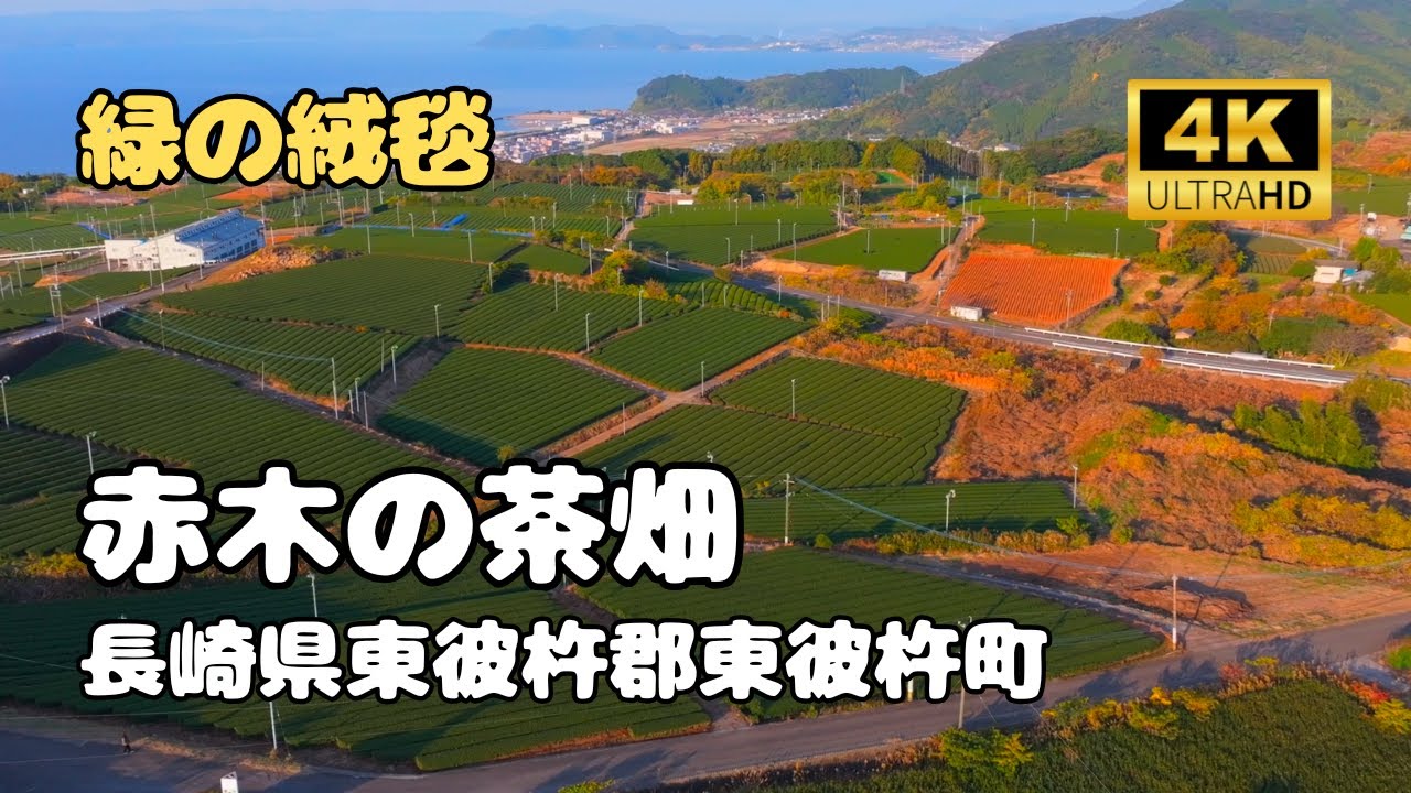 【ドローン空撮　4K】赤木の茶畑　長崎県東彼杵郡東彼杵町