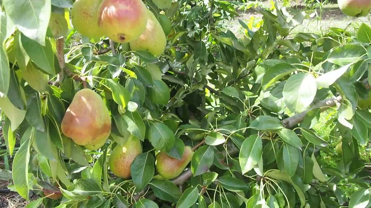 Gruszka Klapsa (Faworytka)