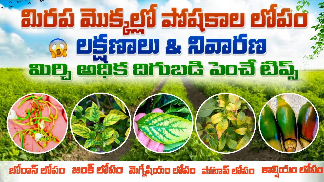 మిరపలో పోషకాల లోపం నివారించి  అధిక దిగుబడి కోసం తీసుకోవాల్సిన జాగ్రత్తలు more yeild in chilli crop 