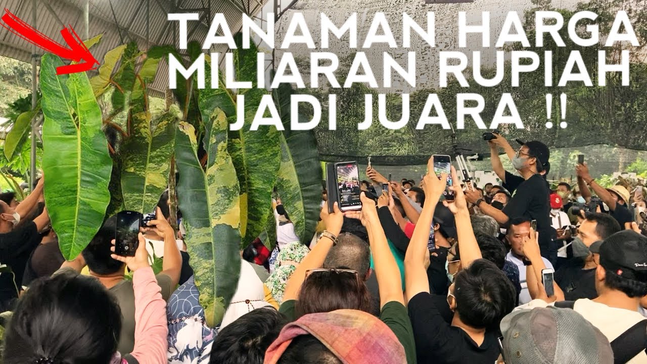 KONTES KHUSUS TANAMAN VARIGATA PERTAMA DI DUNIA || EVENT AKBAR TANAMAN HIAS 2022
