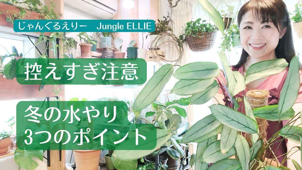 【冬の水やり】観葉植物を健やかに育てるための水やりのタイミング、温度、量など、水はたっぷり？ちょろちょろ？水やりを控えすぎたかわいそうなスパティラムも登場　[観葉植物]ー　Ep.179