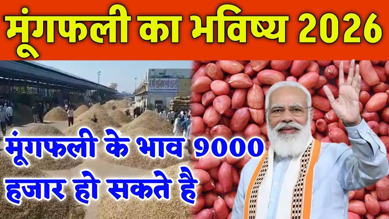मुंगफली का भविष्य 2026 | मुंगफली का भाव 9000 हो सकते है | mungfali ka bhav Today Bikaner