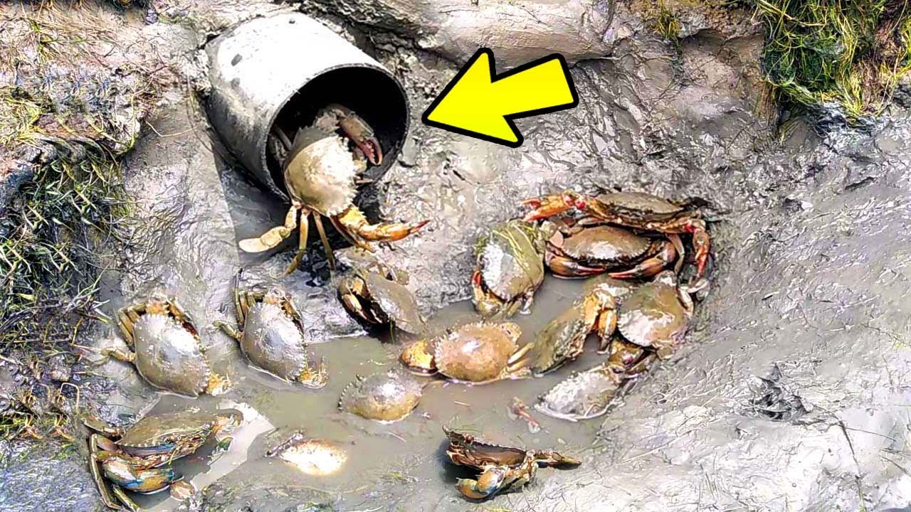Build Deep Hole Underground Crab Trap Using PVC Pipe || Unique Way Of Mud Crabs Catching || part-4