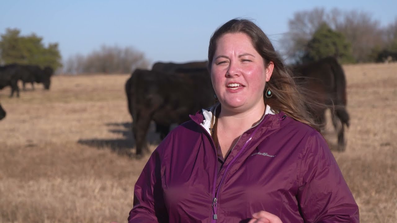 Борьба с клещами в стаде коров