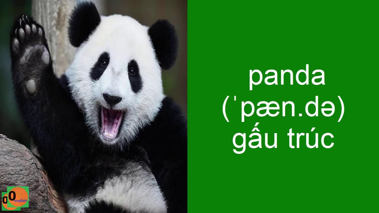 Tên Các Con Vật Bằng Tiếng Anh