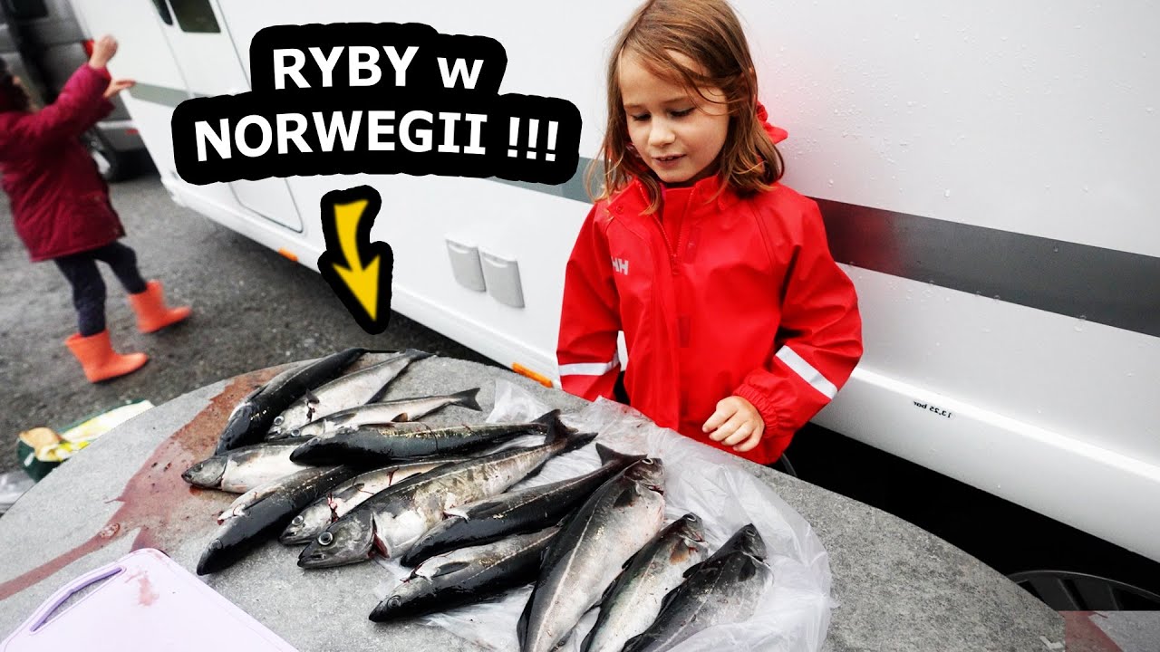 Złowiłem 13 Dużych Ryb we Fiordzie !!! - Trzeba je Wypatroszyć !!! - *Norwegia, Wiry w Saltstraumen
