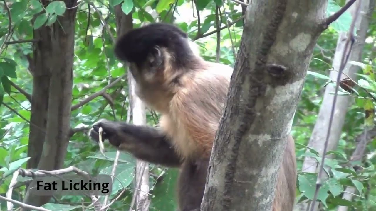 Capuchin monkeys forage for toxic grasshoppers