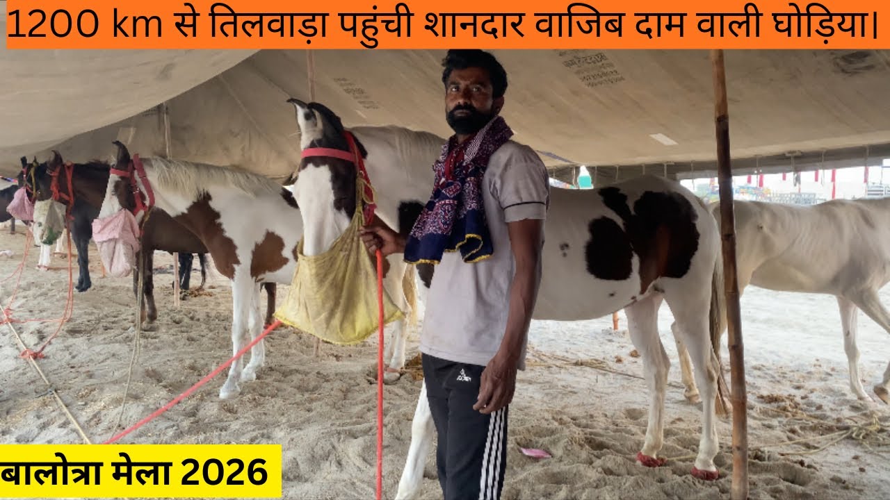 1200kmसे चल के पहुँची शानदार घोड़िया बिकने के लिए।जान लो इन घोड़ियों की प्राइज#popular#views #horse 