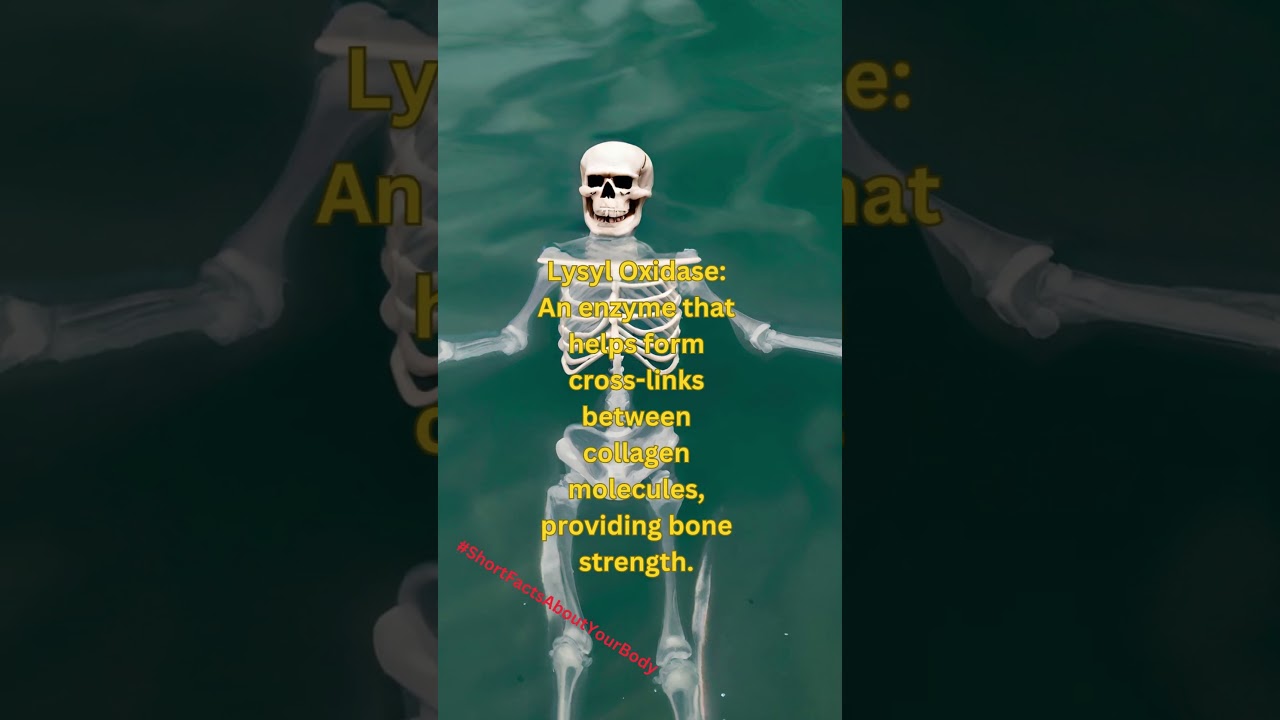 Lysyl Oxidase?! #educate #education #learning #shortsfeed #shortsvideo #facts #learn #life #fact