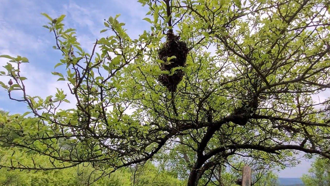 Am prins două roiuri de albine din copac, cum am procedat ?