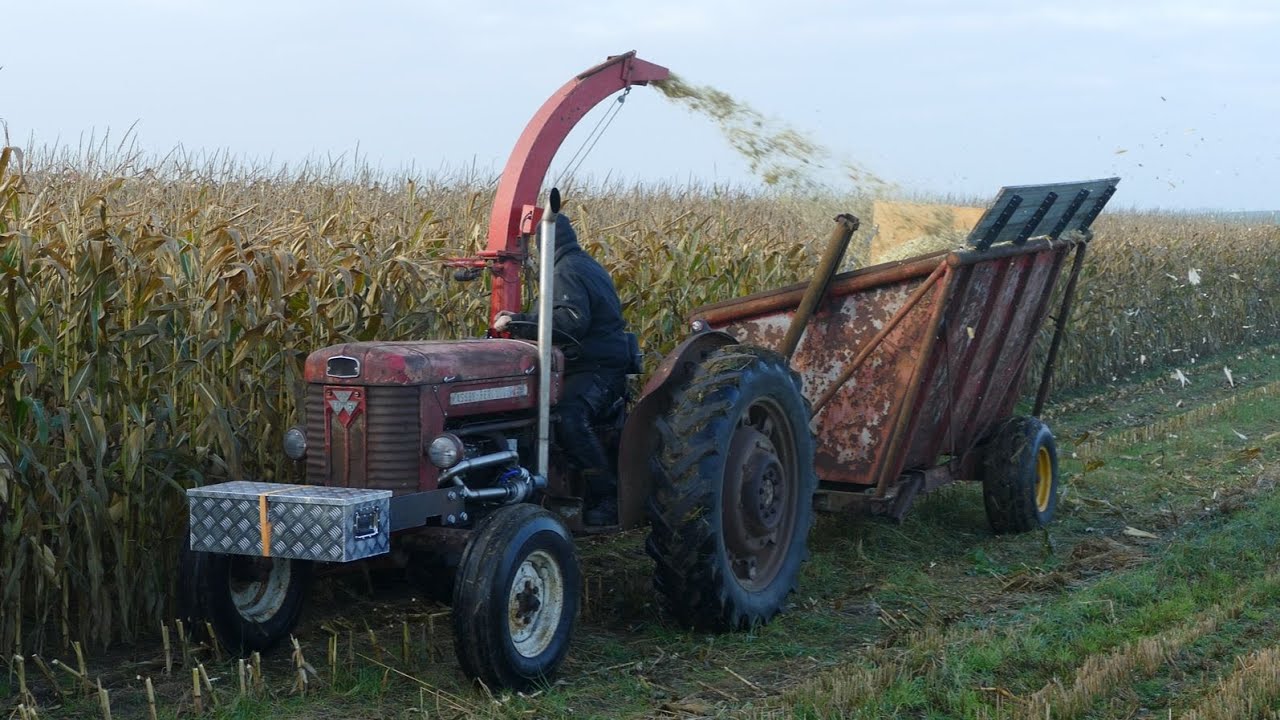 Massey Ferguson 65 Turbo With One-Row Corn Chopper - Corn Harvest 2024