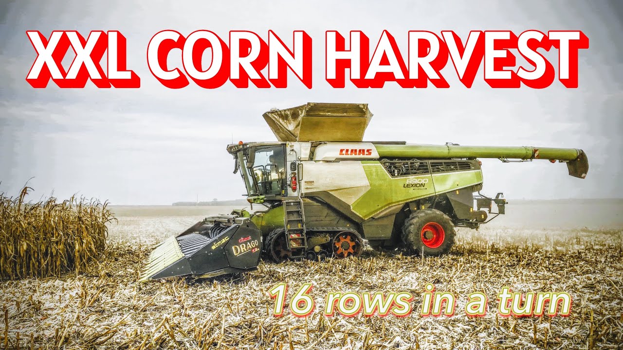 Corn harvest go large - 16 rows in a turn - Claas Lexion 8900 + Olimac Drago GT