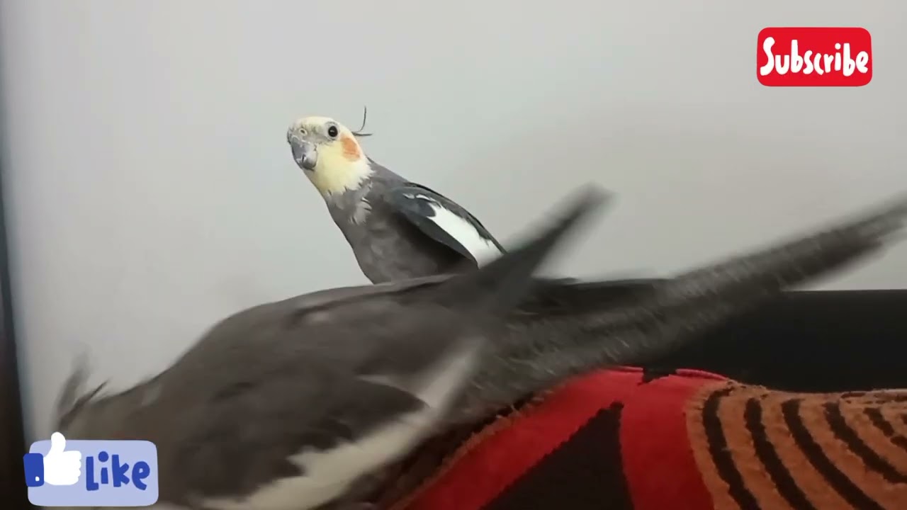 آواز خوانی عروس هلندی برای جفت🤩😀