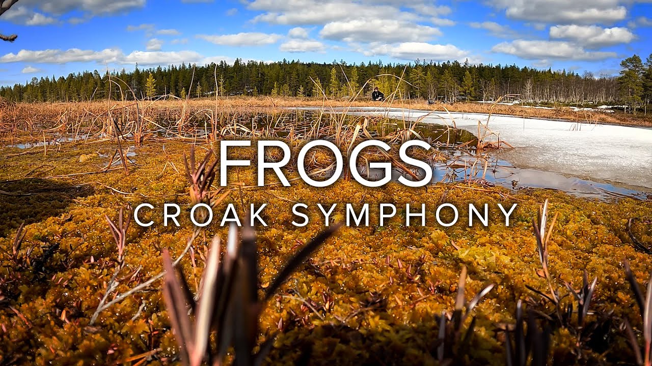 Field Recording Lapland Ep. 19: Frogs Croak Symphony