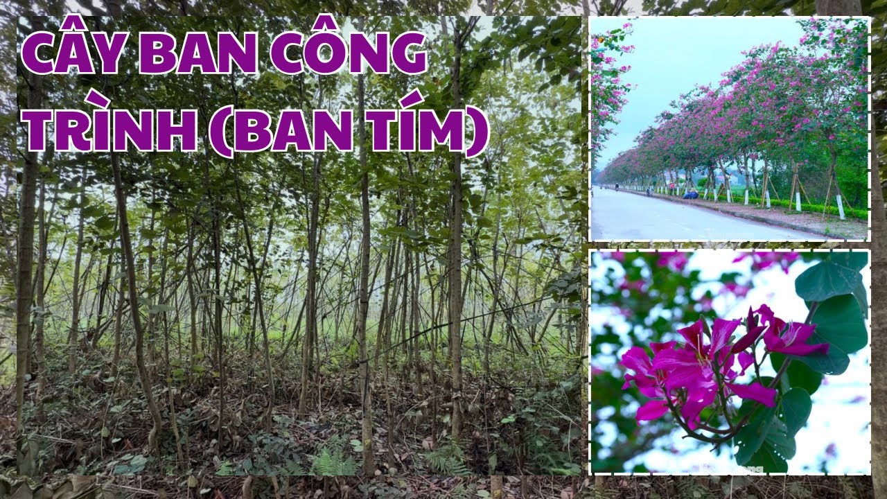 CÂY BAN TÍM CÔNG TRÌNH - CÂY BAN CÔNG TRÌNH CAO TO THẲNG ĐẸP XUẤT BÁN NĂM 2026 - 0798 414 414