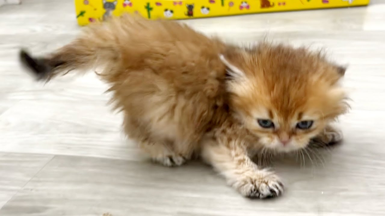 Малыш котенок пытается напугать меня своим грозным видом.