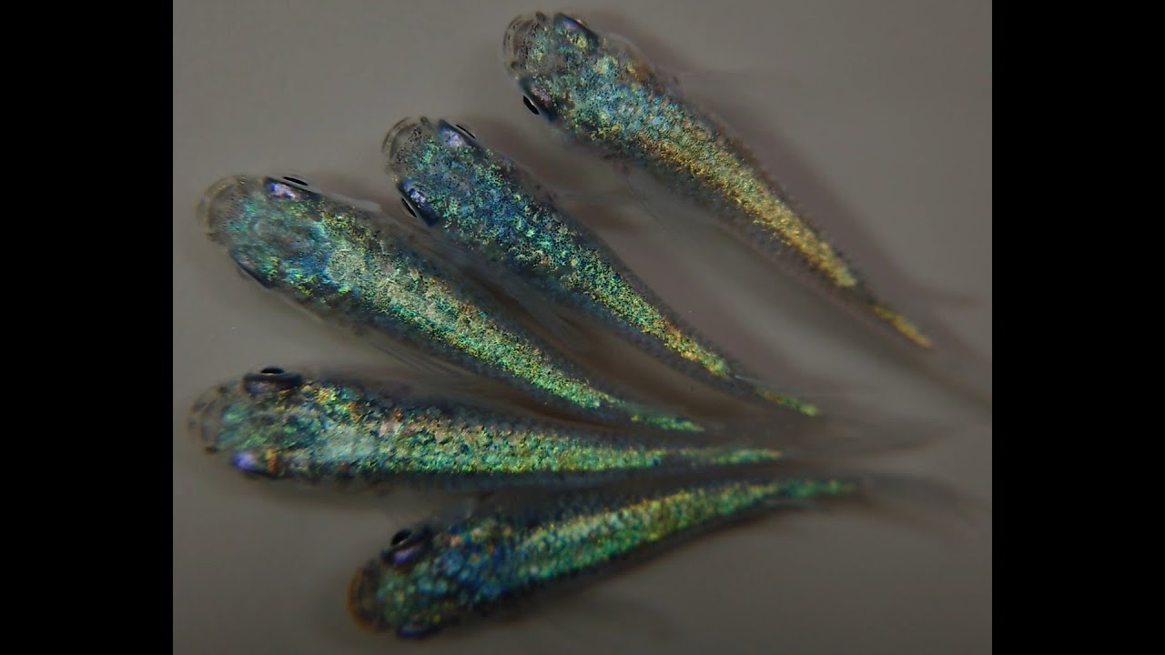 碧1119 A 2【メダカ】