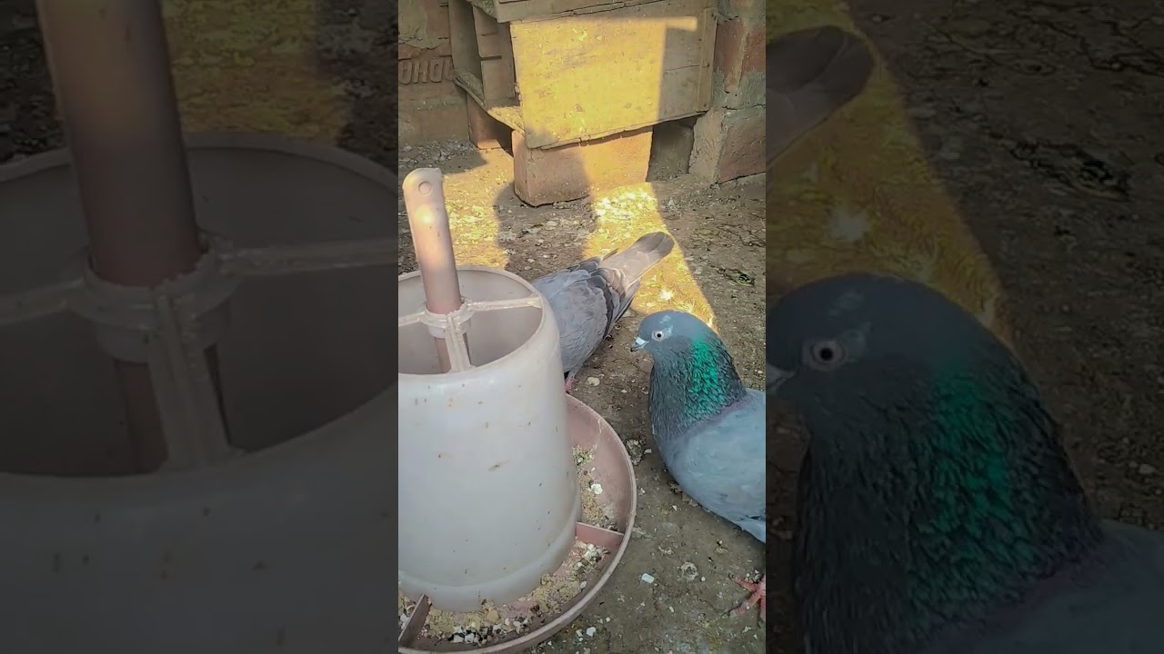 #parrot