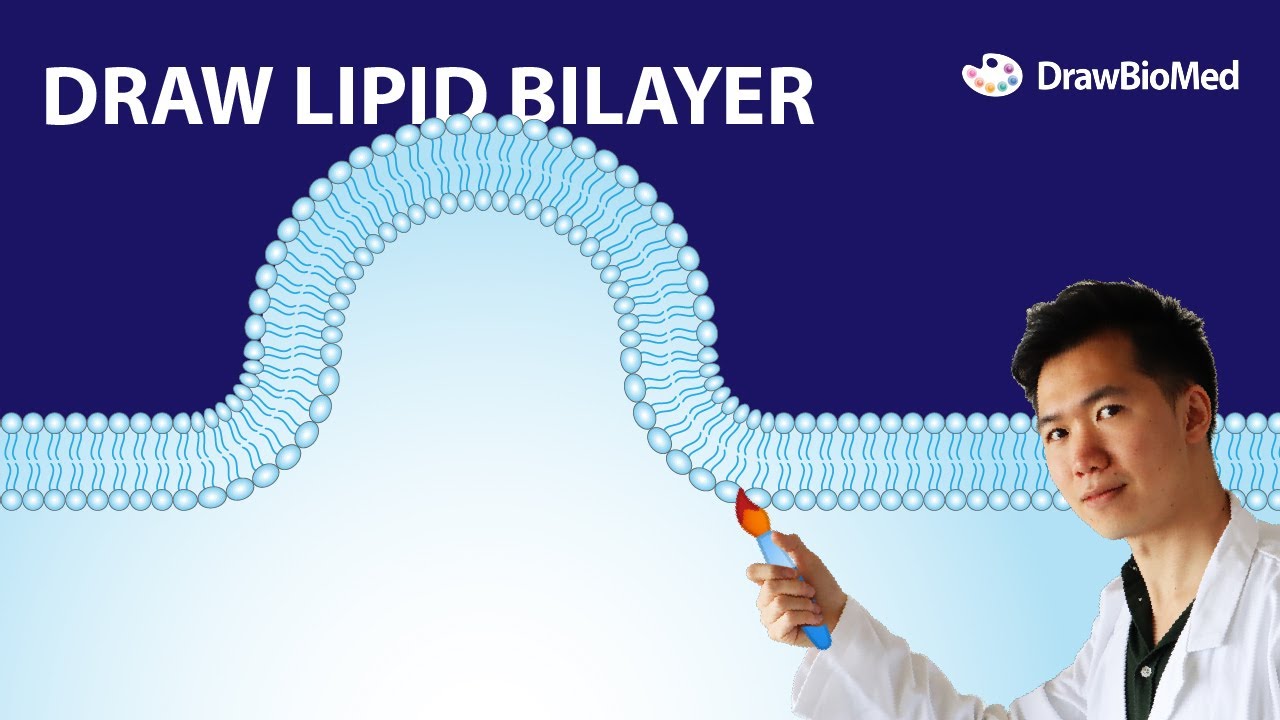 How to draw cell membrane lipid bilayer in Adobe Illustrator (2021) | Graphical Abstract