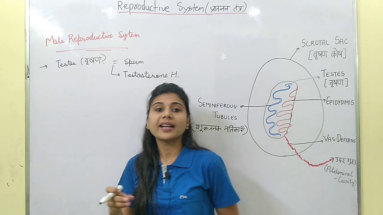 BIOLOGY नर प्रजनन तंत्र (MALE REPRODUCTIVE SYSTEM)