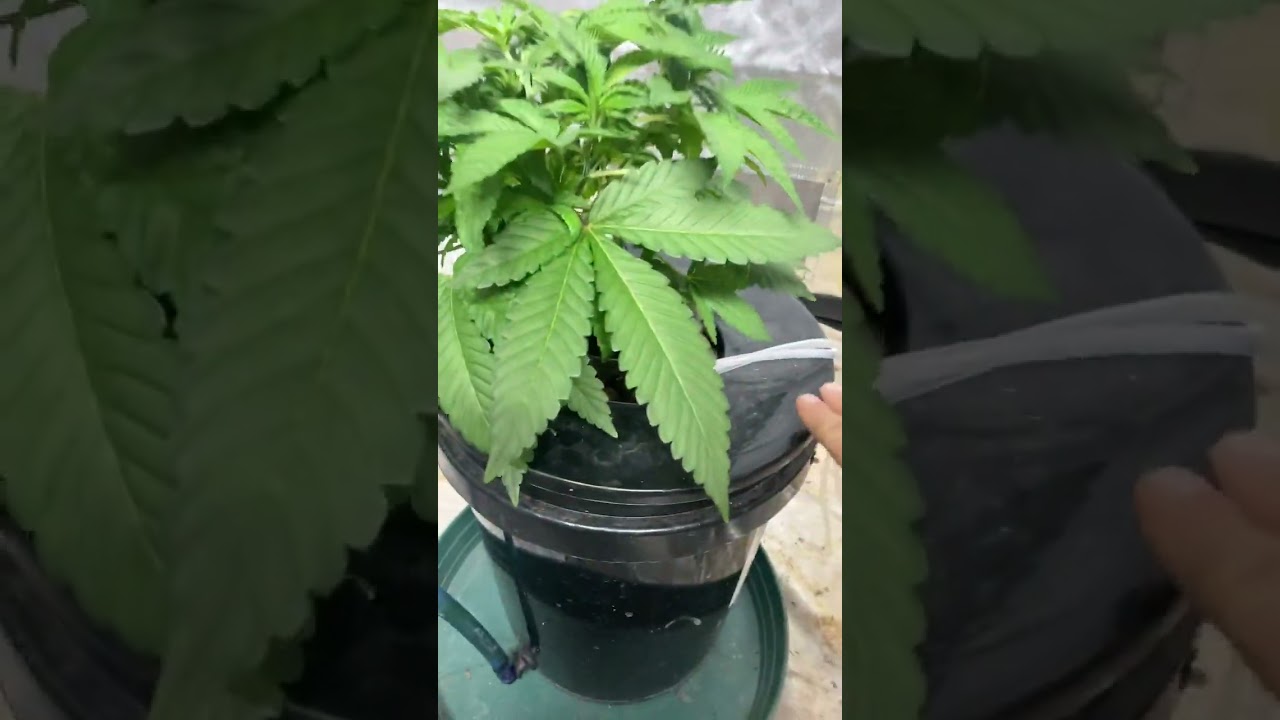 Grow Journal: Bruce Banner DWC just fim&rsquo;d