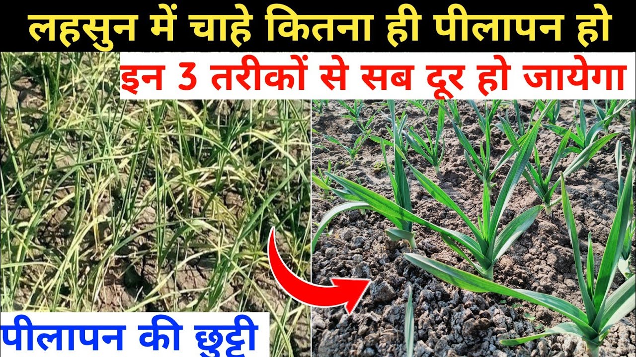 लहसुन में चाहे कितना ही पीलापन क्यों न हो इन 3 तरीकों से सारा पीलापन दुर हो जायेगा || लहसुन की खेती