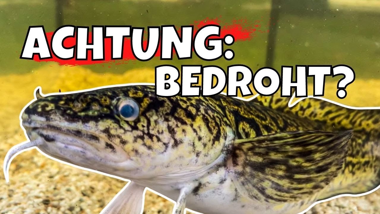 HILFE für den EISKALTEN Räuber ❗ | Auf den Spuren der Quappe mit Dr. Matthias Emmrich vom AVN