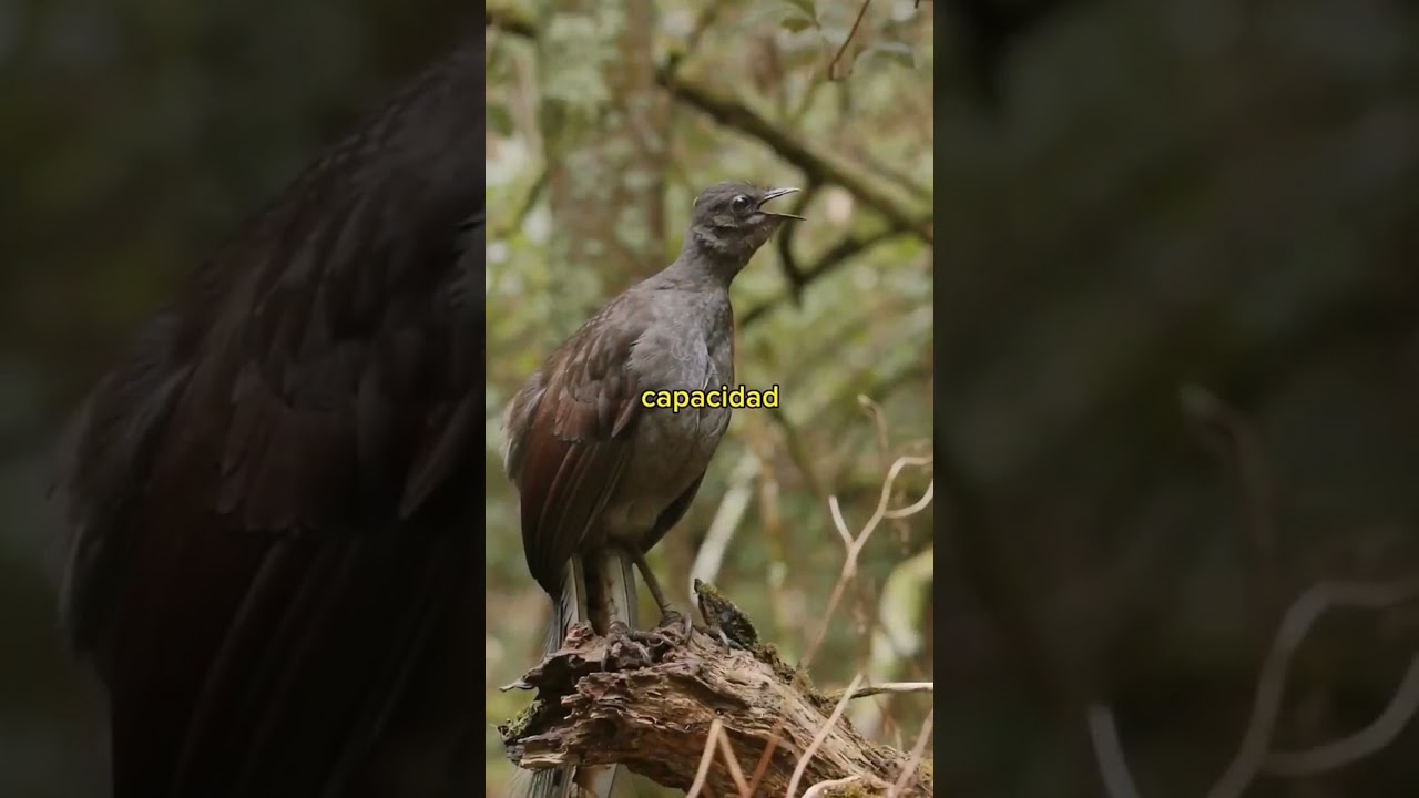 Conoces El Ave Lira 🐦 incre&iacute;bles Imitadores