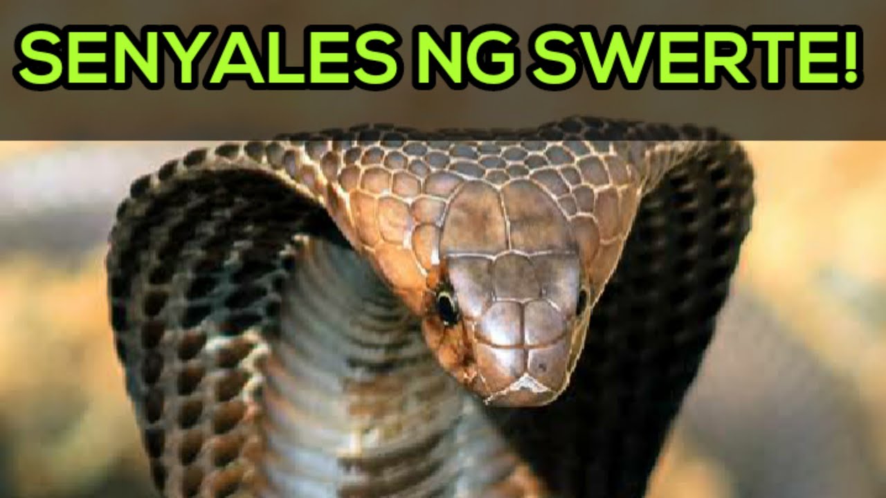 ALIN SA 18 NA SENYALES NG SWERTE NA ITO ANG NAKITA MO NA?