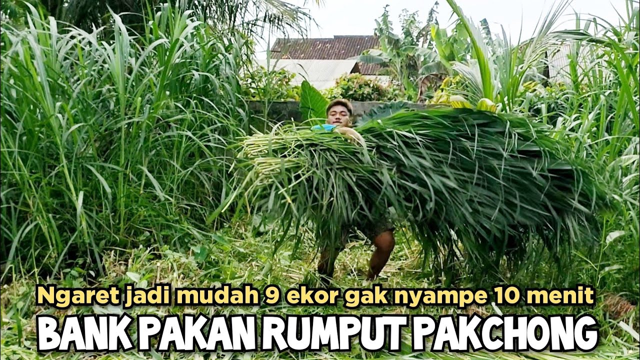 Punya bank pakan rumput pakchong beternak sapi jadi mudah
