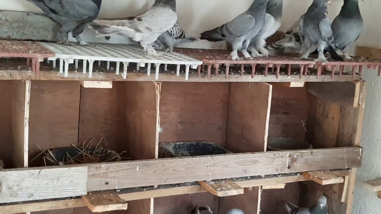 TAKLACI GÜVERCİN YAVRUSUNU YERDE VE HEDEFE UÇURMAK GÜN GÜN UYGULAMALI .[DERS NİTELİĞİNDE]