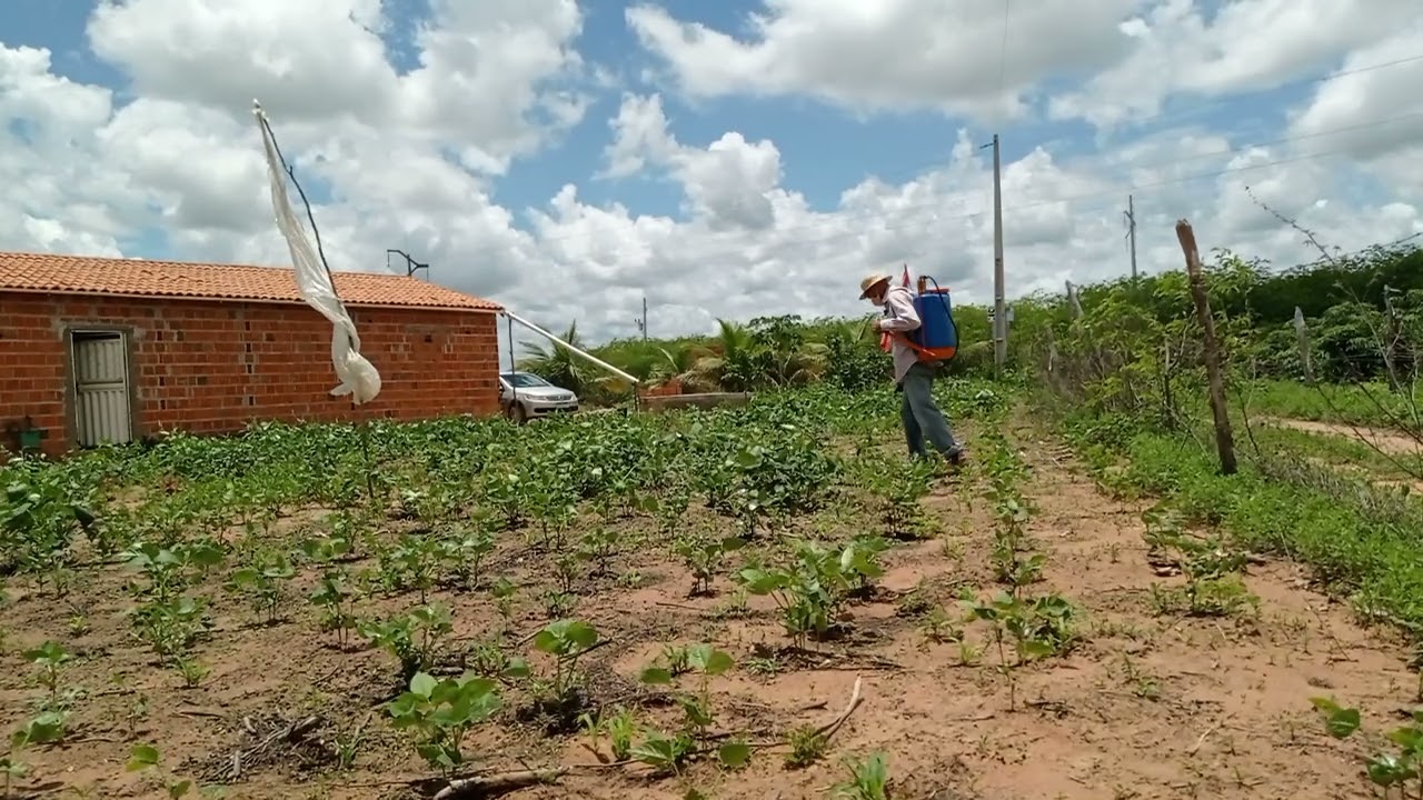 SE NÃO PASSAR O VENENO NÃO TIRA NADA,NÃO TINHA NINGUÉM PRA APLICAR,COM MEDO MAIS FUI PASSAR O VENENO