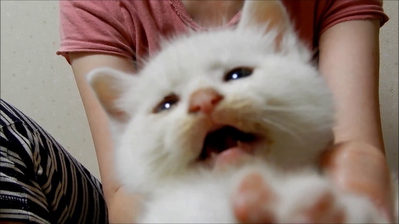 仔猫を拾ってしまった！… 経緯を家族に説明中、いきなり仔猫の可愛い腹踊り❤ -3 Weeks Old Kitten Story