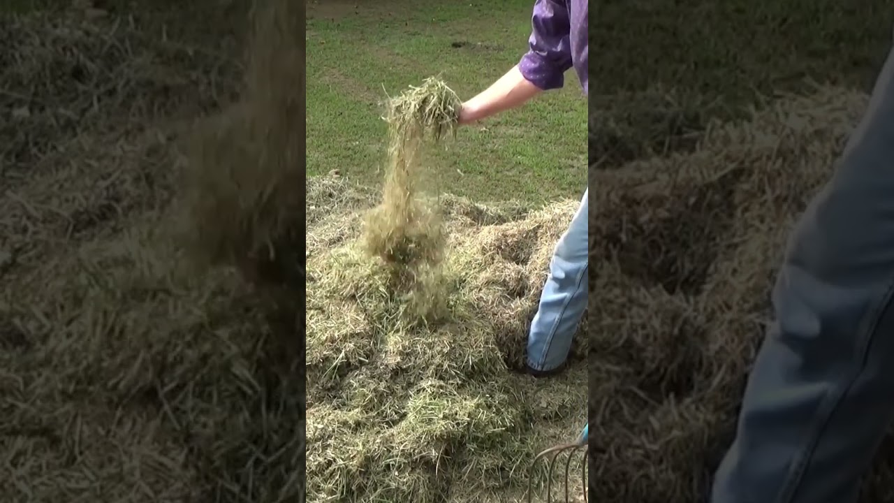 Secret Method To Starting A Weed Free, No Till Garden Bed #shorts #garden #mulch