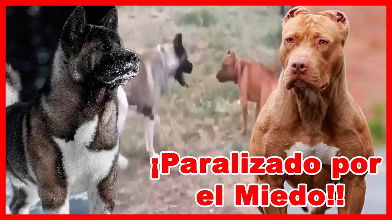 encuentros EXPLOSIVOS DEL AKITA americano con perros de gran PODER